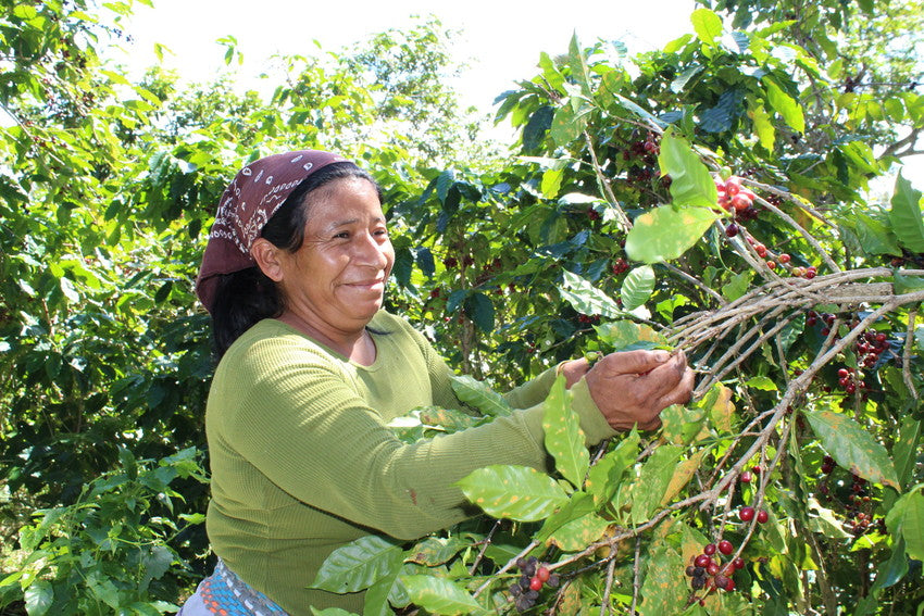 The Growing Women in Coffee Project