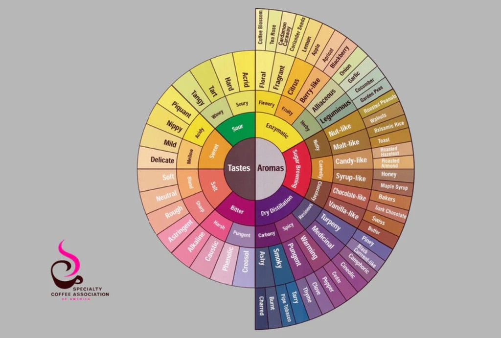 Exploring Flavour in Colour: The Art of Coffee Tasting