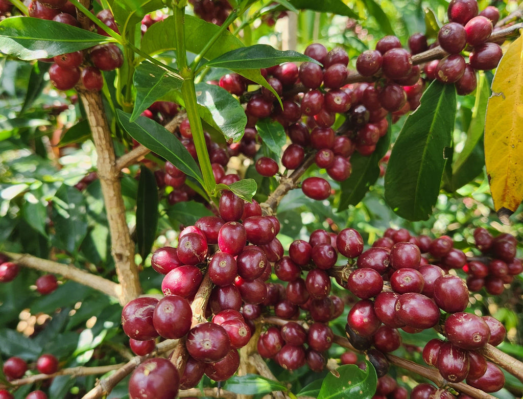 Yirgacheffe Coffee Beans