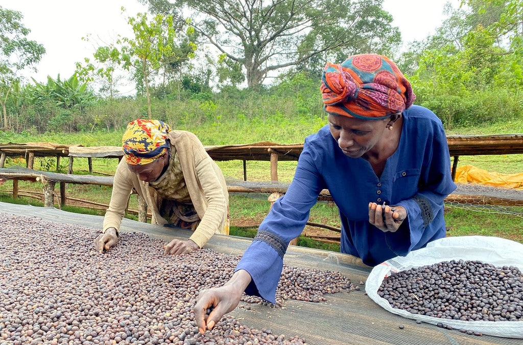 Yirgacheffe Farmers sorting